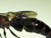 Myrmilla triareolata